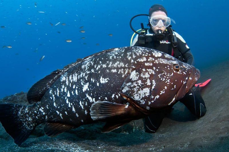 Manta Diving Madeira