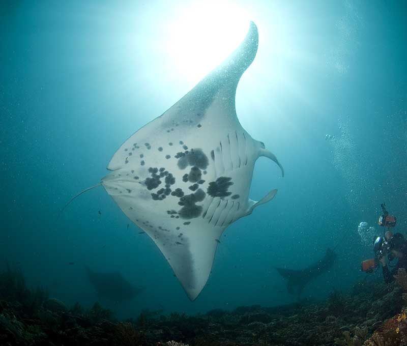 Philippinen 2026 – Malapascua & Ticao Island