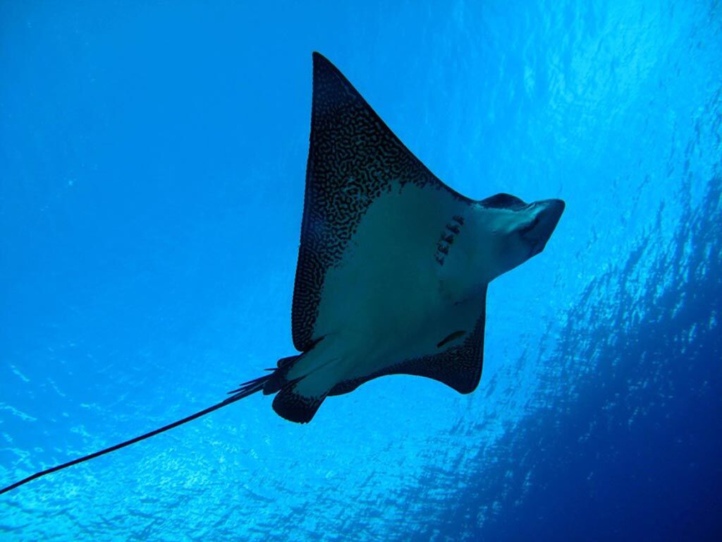 Pacific Divers - Rarotonga