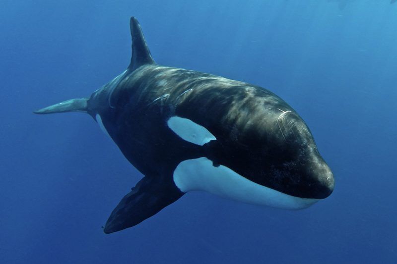 Maya's Dugong - Kreuzfahrt-Expeditionen