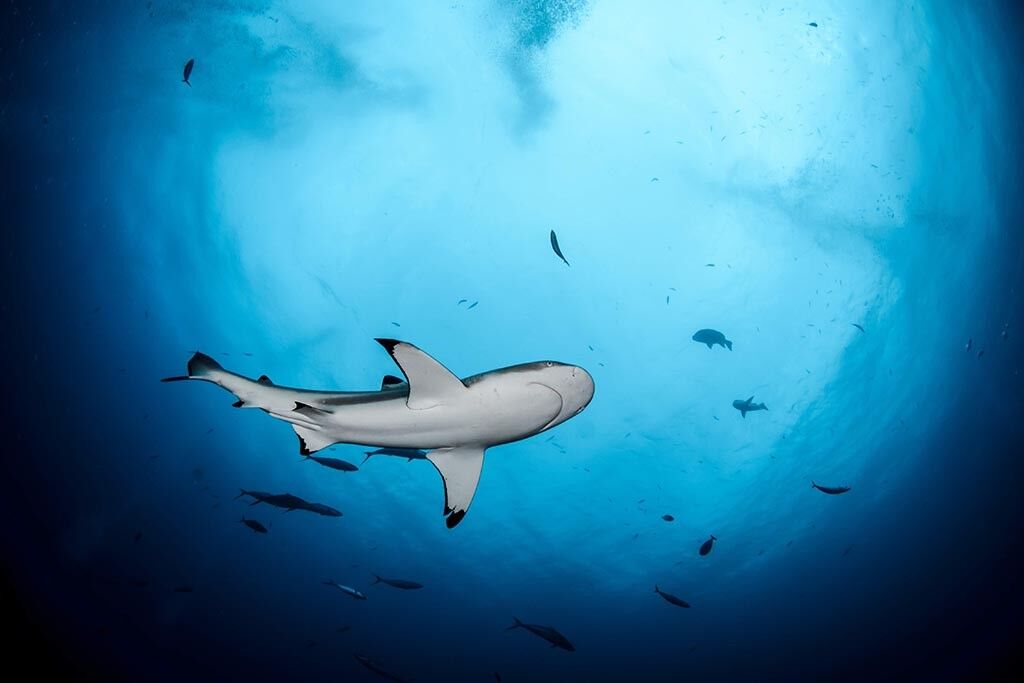 Topdive Rangiroa