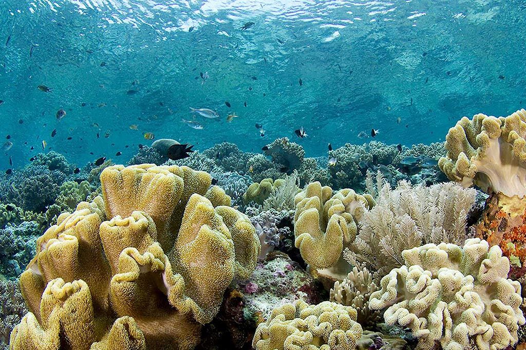 Wakatobi Dive Center