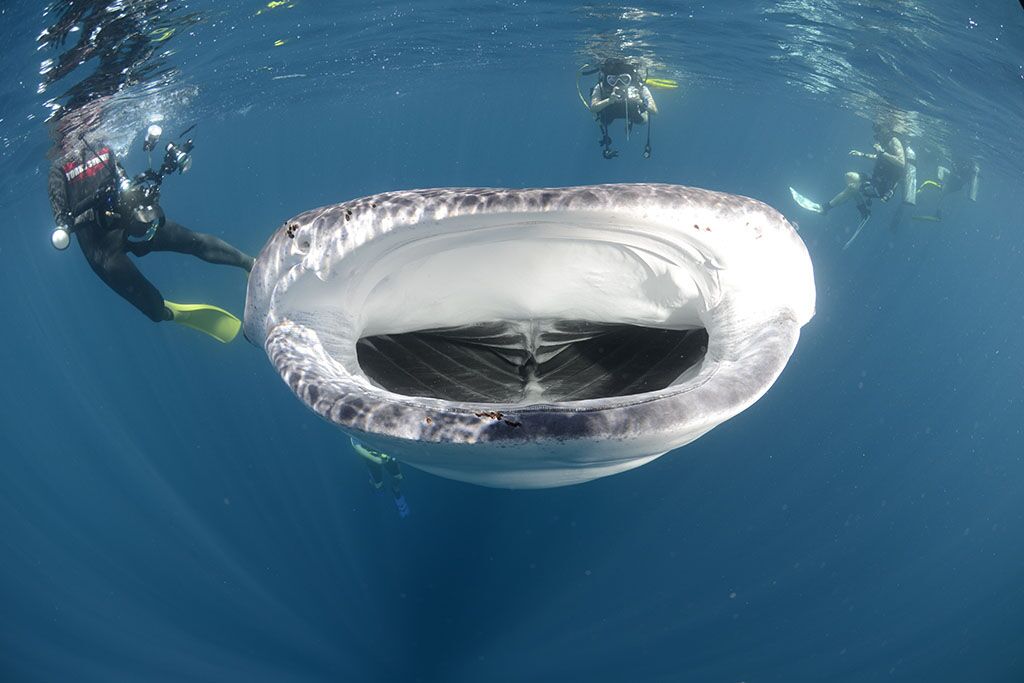 Big Blue Divers