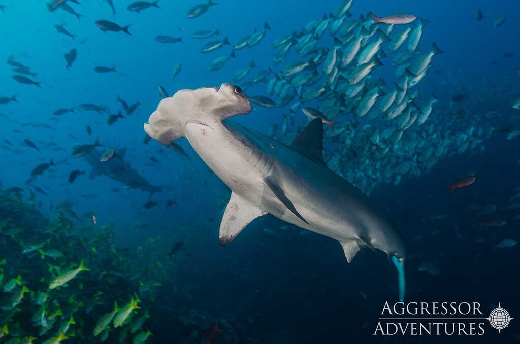 Cocos Island Aggressor