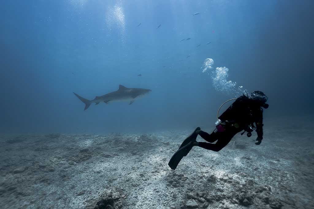 Shark Expedition Fuvahmulah