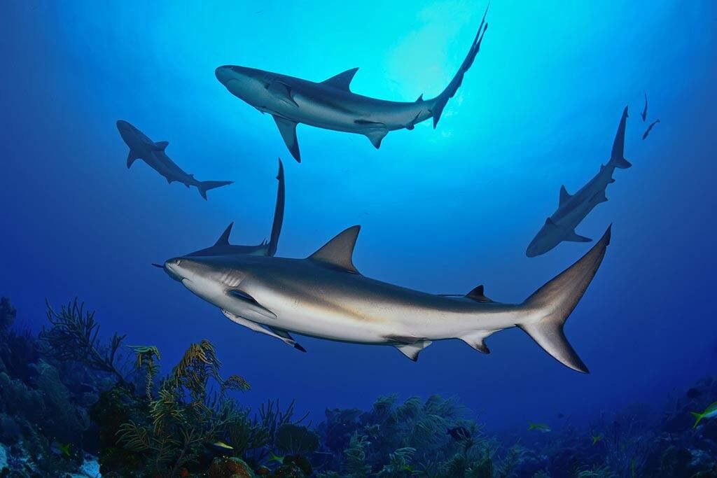 Anthony's Key Tauchbasis