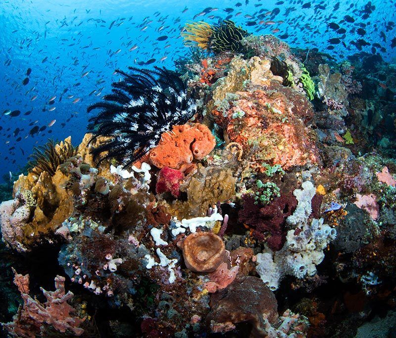 Alami Alor Tauchbasis