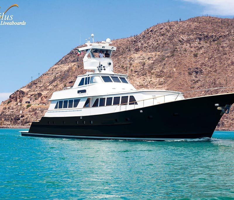 Nautilus Gallant Lady