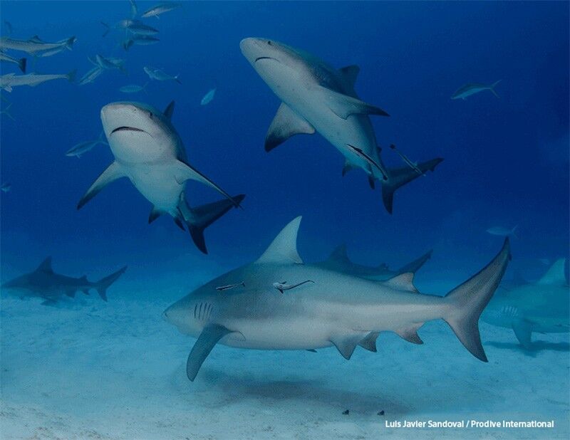 Pro Dive Riviera Maya