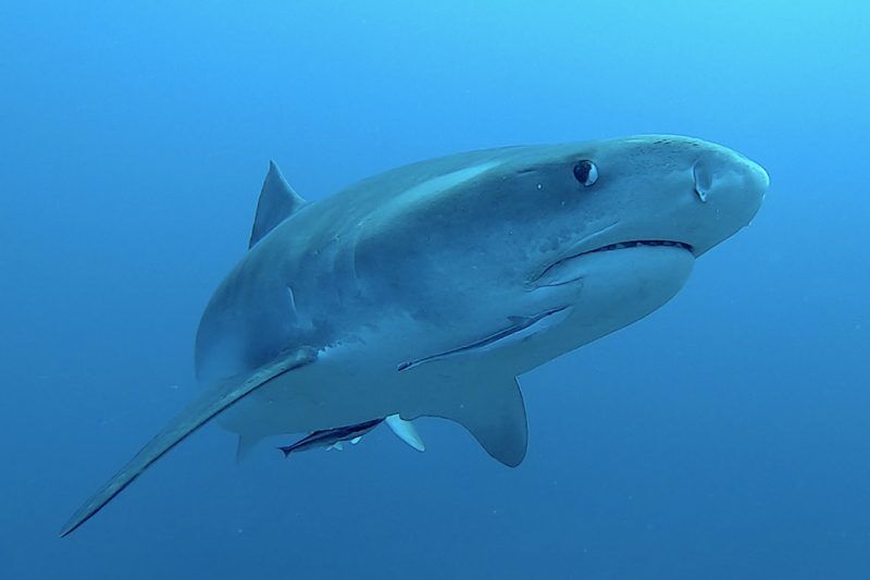 Südafrika Haisafari - Top Angebot