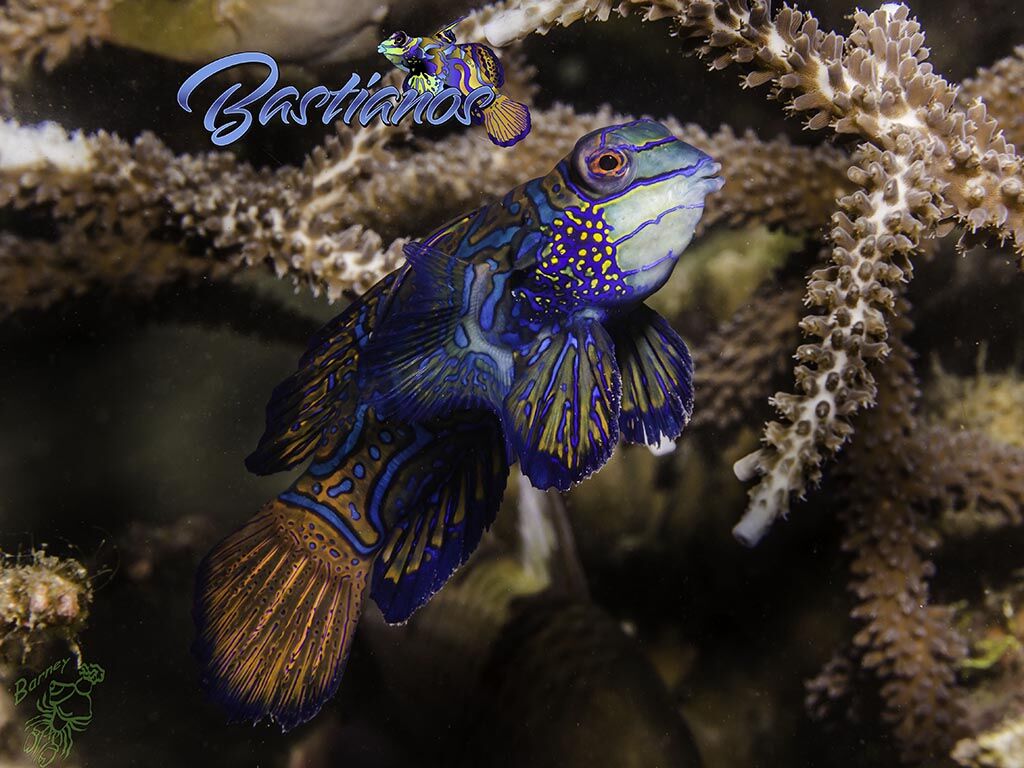 Bastianos Tauchbasis Bunaken