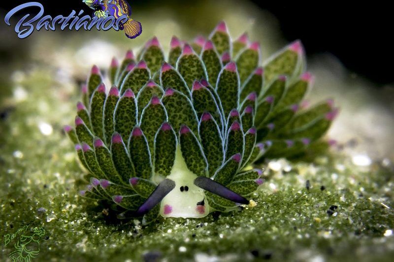 Bastianos Tauchbasis Lembeh