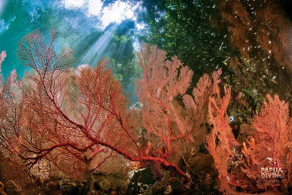 Papua Diving