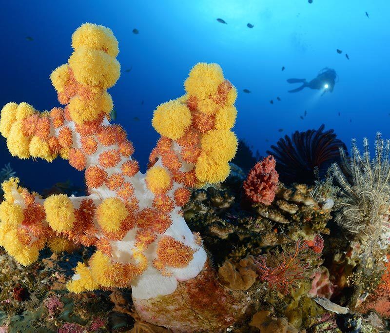 Alam Batu Tauchbasis