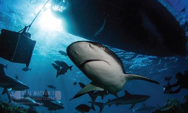 Neal Watson’s Bimini Scuba Center
