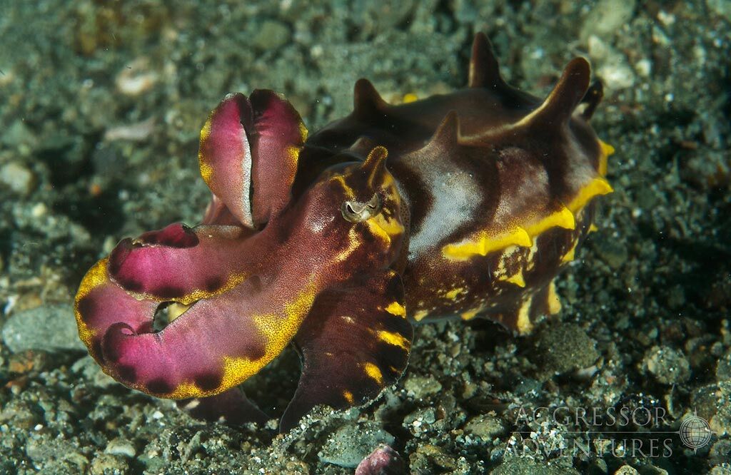 Philippines Aggressor