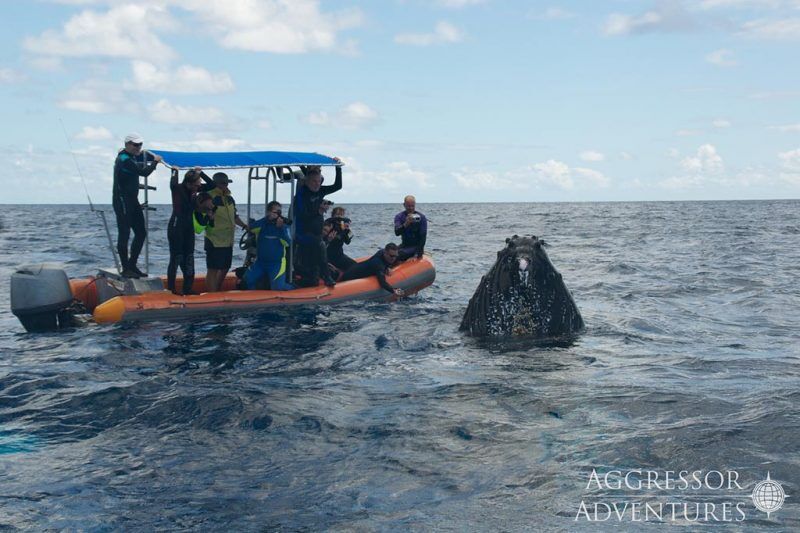 Turks & Caicos Aggressor II - Silver Bank Schnorchelsafaris