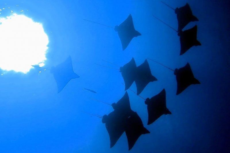 Southern Maldives Divers