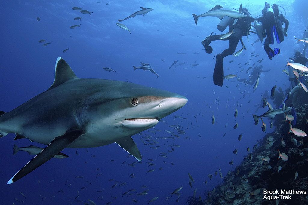 Aqua Trek Tauchbasis