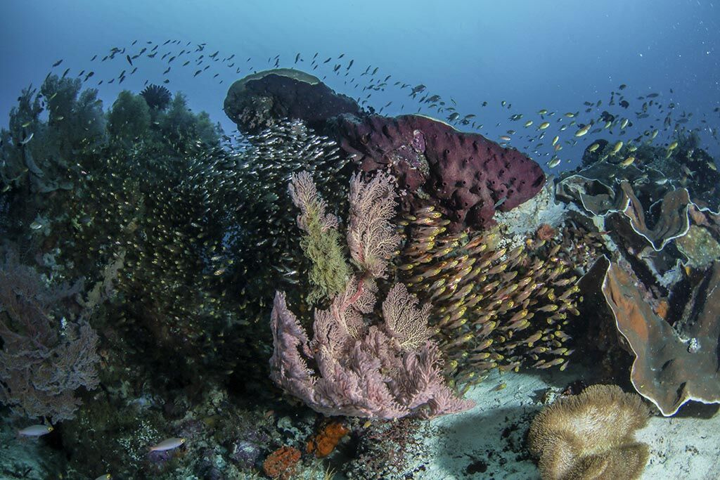 Sali Bay Diving Center