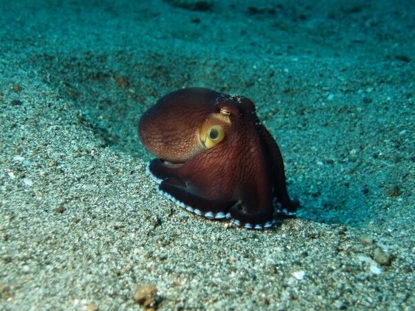 Two Fish Divers Lembeh