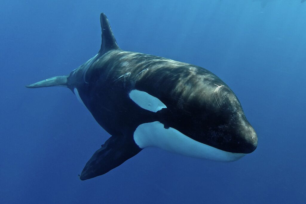 Maya's Dugong - Kreuzfahrt-Expeditionen