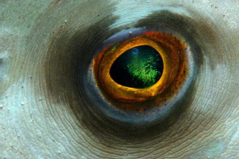 Atlantis Dive Center - Dumaguete