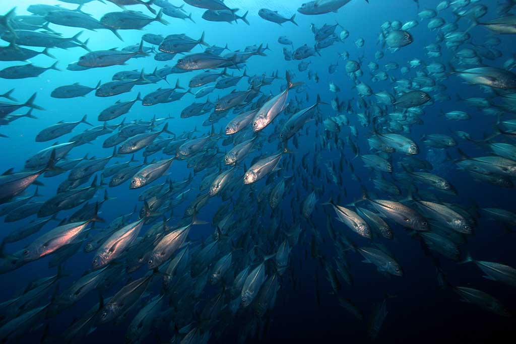 Atlantis Tauchbasis - Puerto Galera