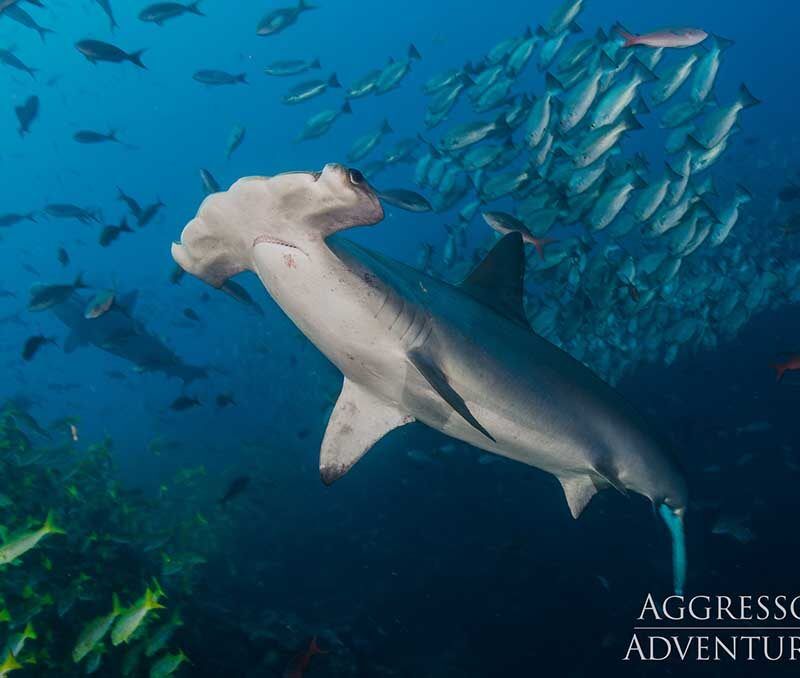 Cocos Island Aggressor