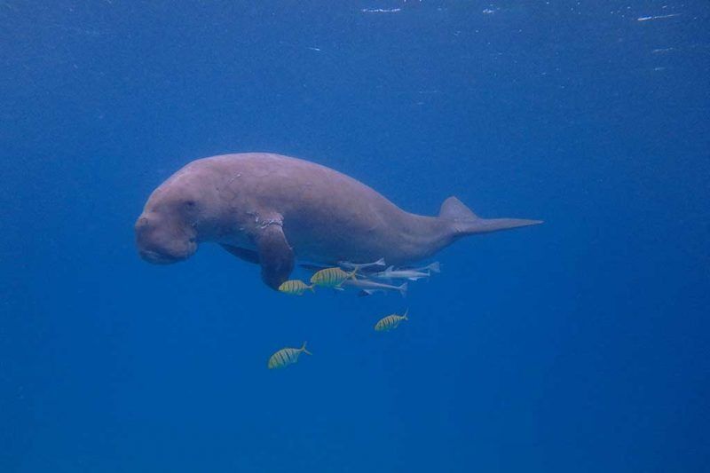 Dugong Dive Center