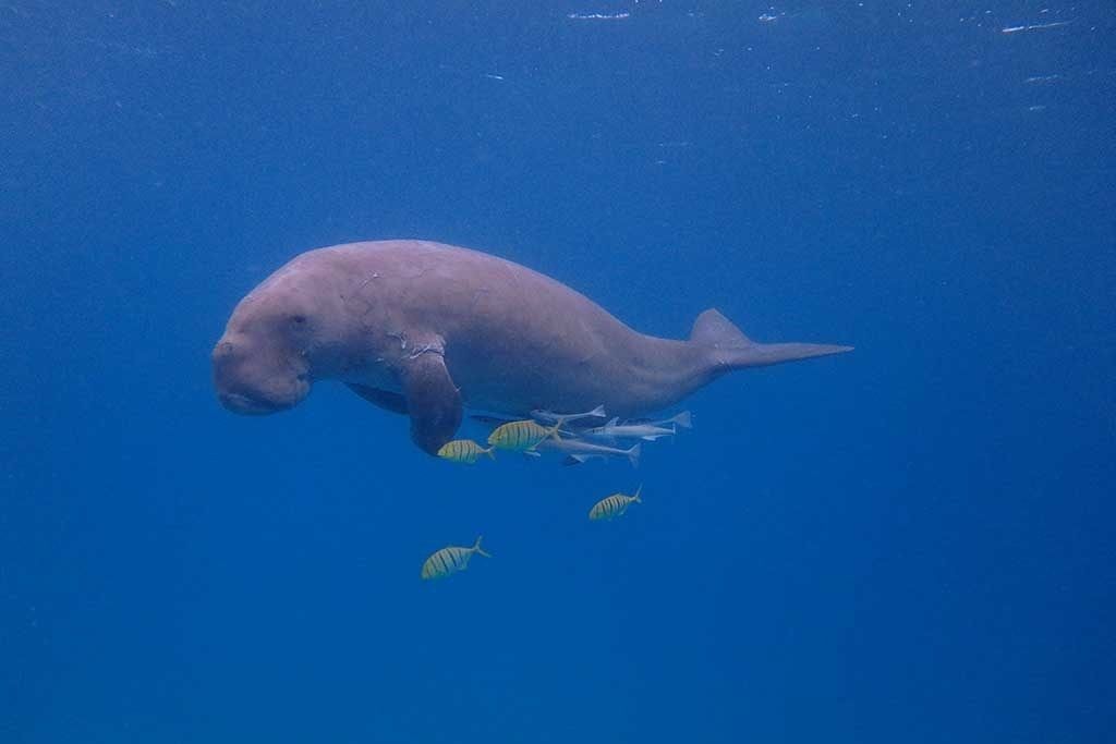 Dugong Dive Center