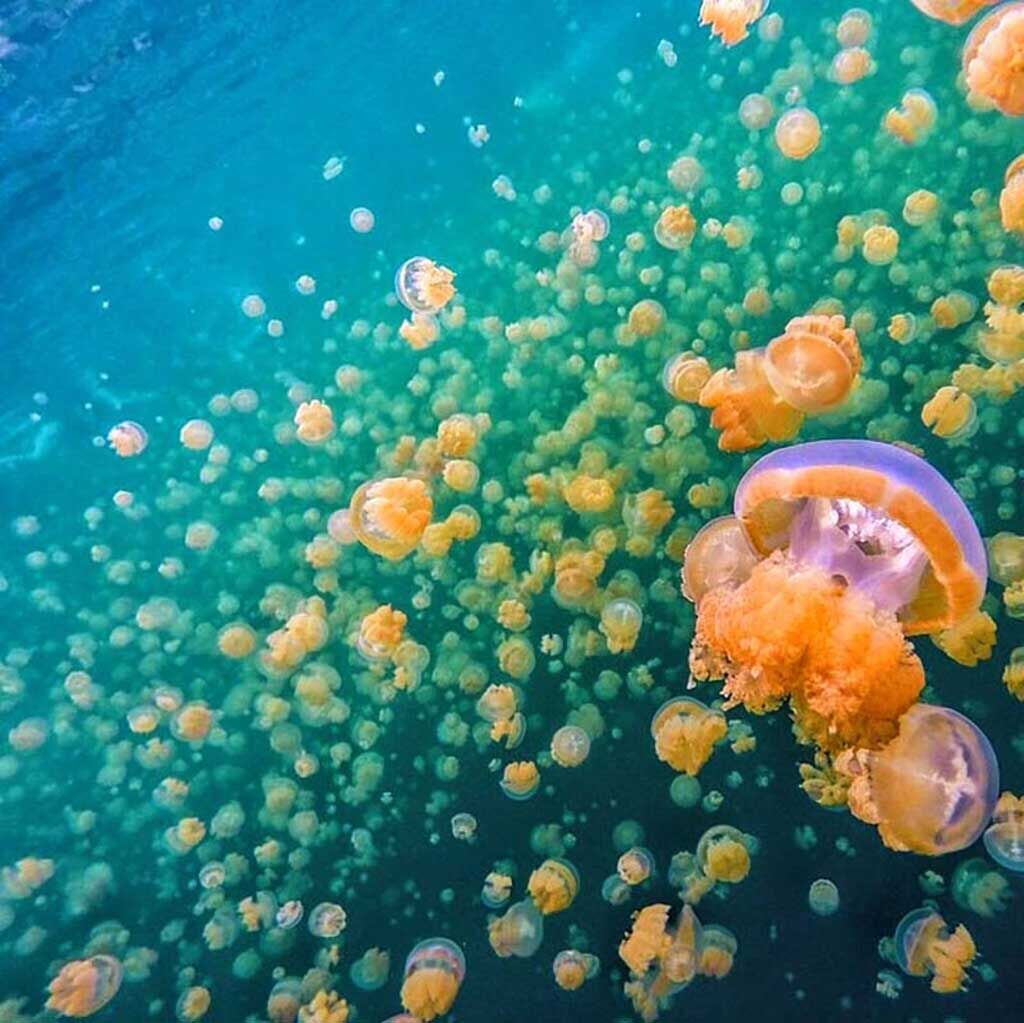 Maratua Paradise Tauchbasis