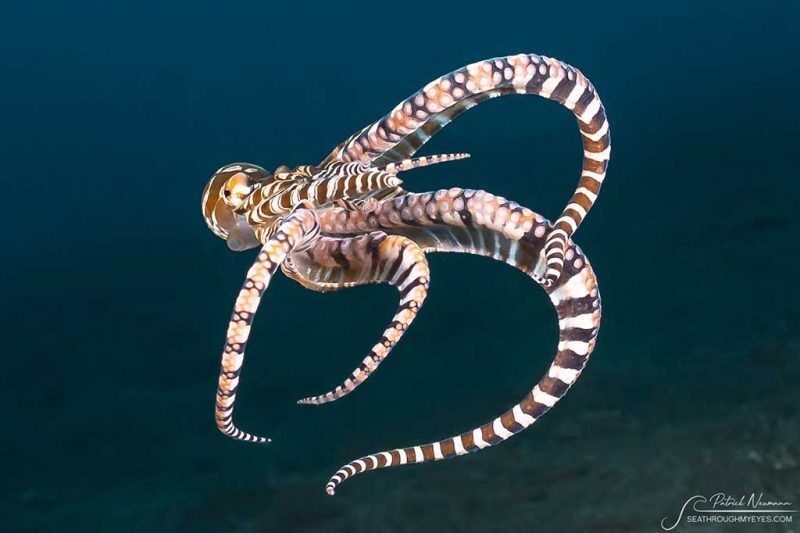 Solitude Lembeh Resort Tauchbasis