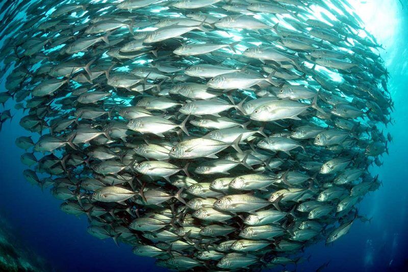 Goya und Royo - Visayas Tauchsafaris