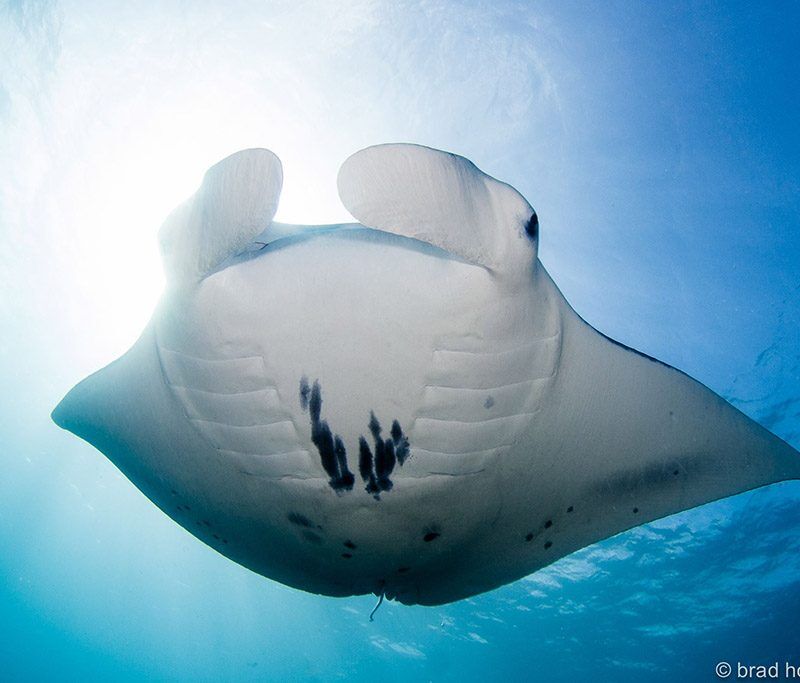 Manta Ray Bay Resort - 40-jährigen Jubiläums