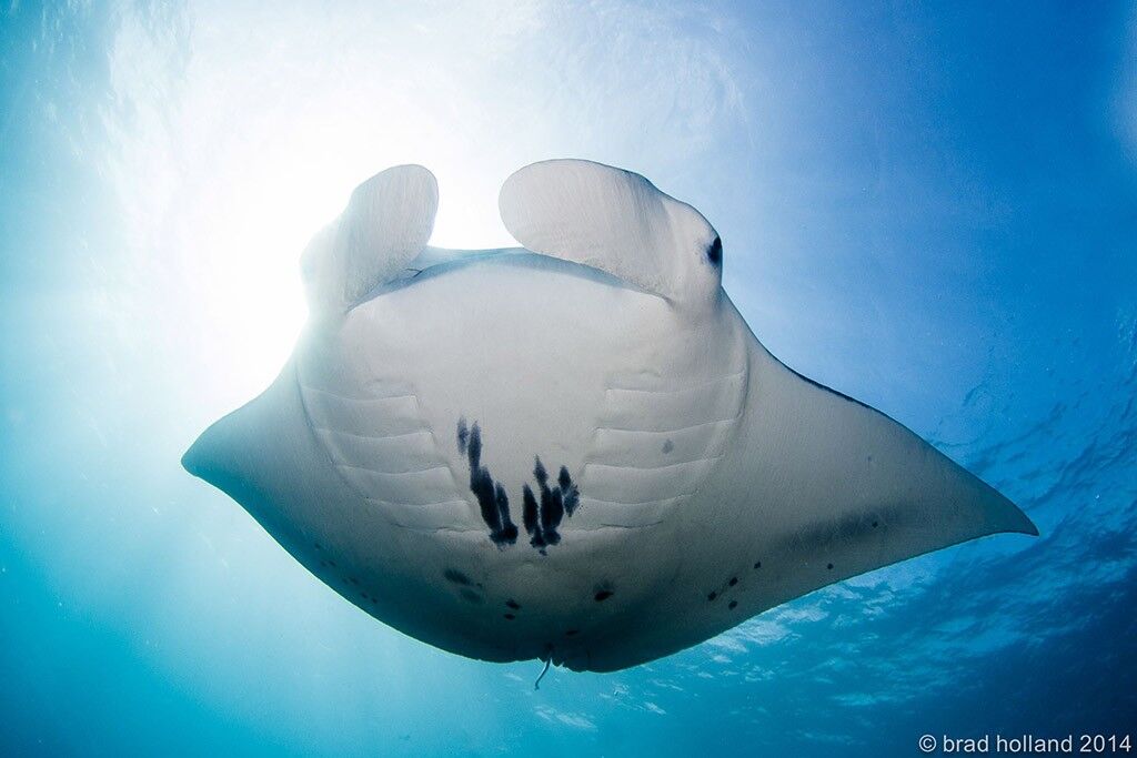 Manta Ray Bay Resort - 40-jährigen Jubiläums