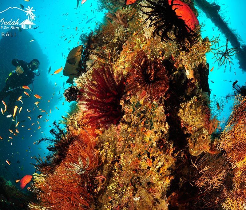 Kubu Indah Dive Resort: Messe-Angebot - 2026