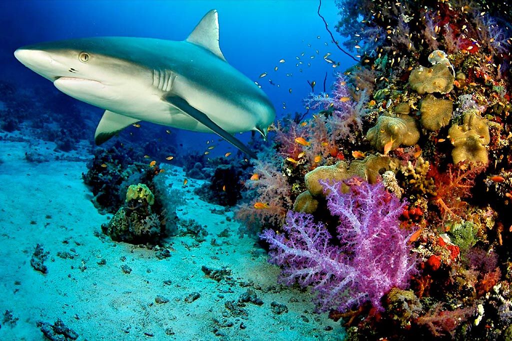 Octopus Diving Center