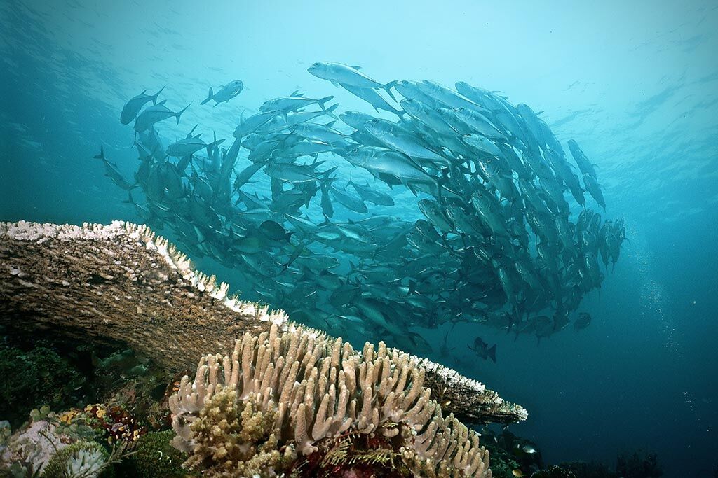 Komodo Resort Diving Club