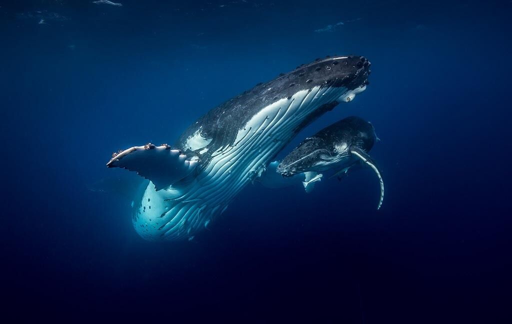 Tauchbasis Matafonua Lodge / Sandy Beach Resort