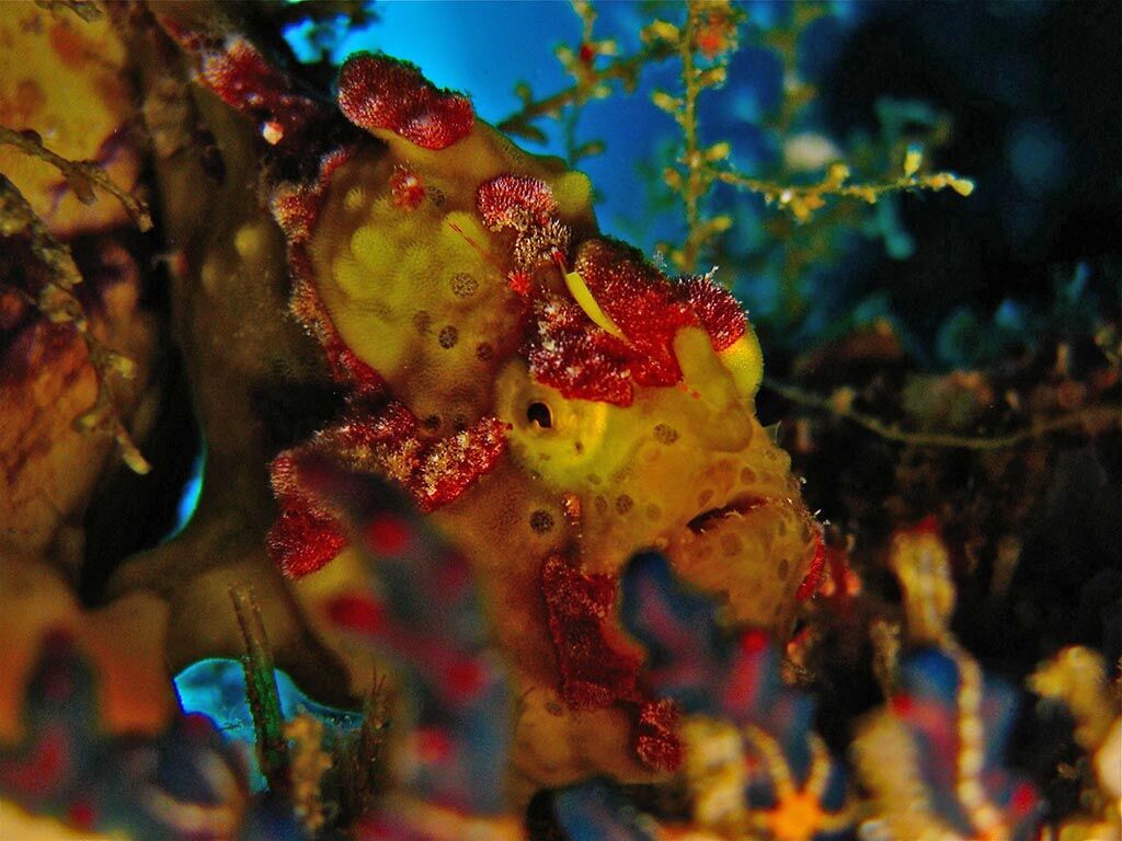 Two Fish Divers Bunaken