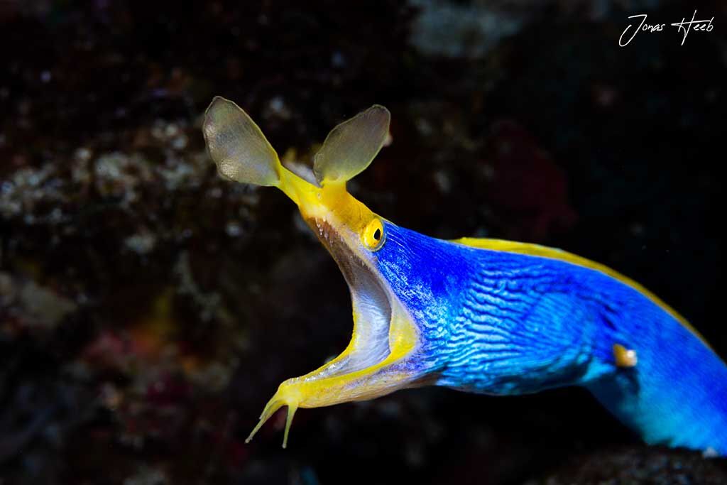 Solitude Acacia Dive Center