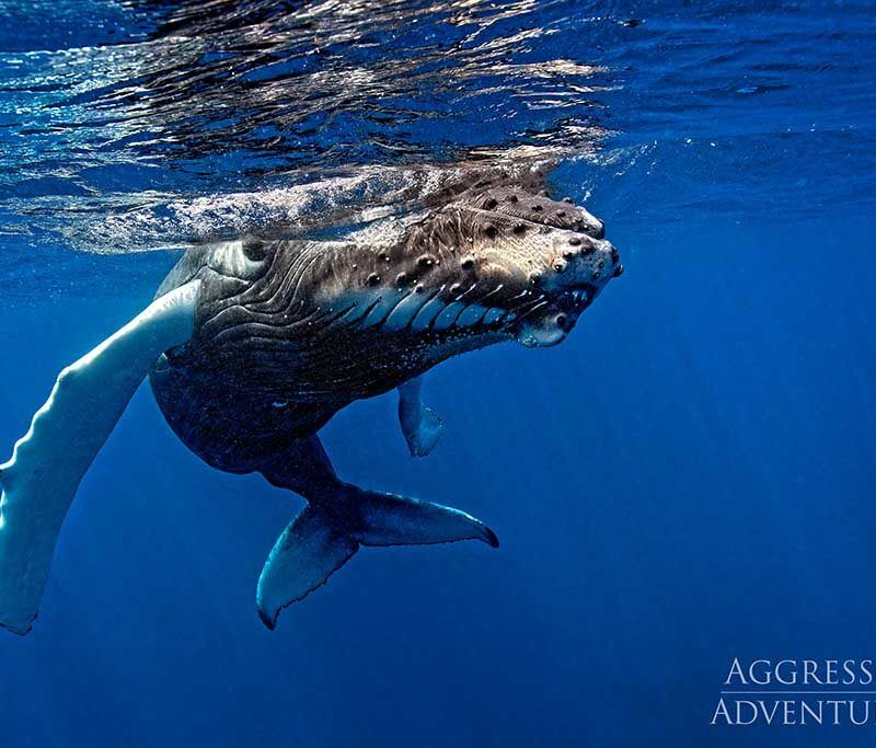 Silver Bank Abenteuer Buckelwale: Gruppenreise März 2027