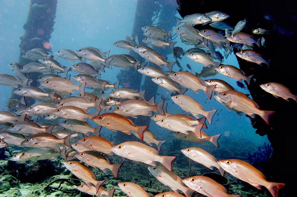 Tropical Divers