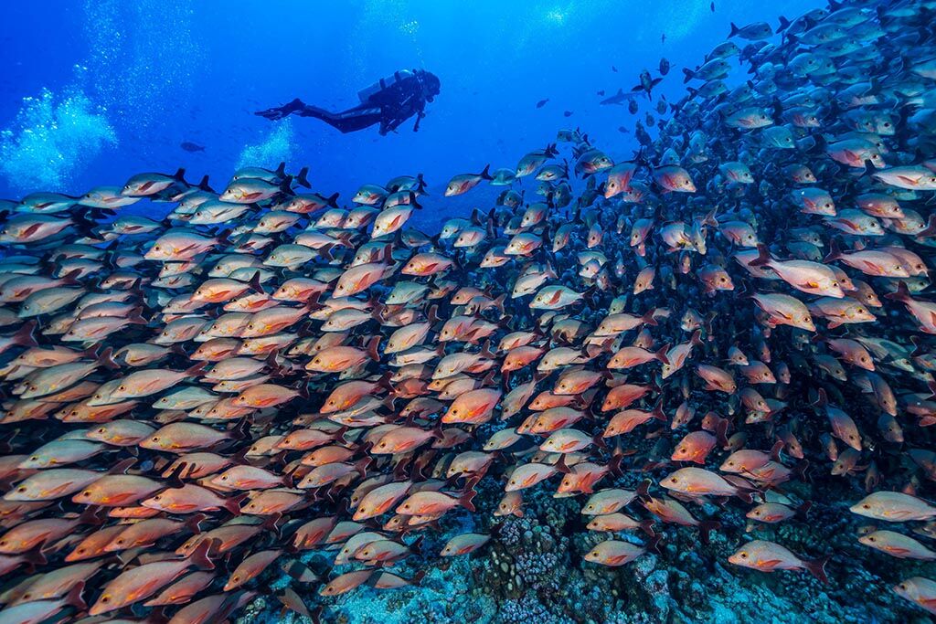 Topdive Rotoava