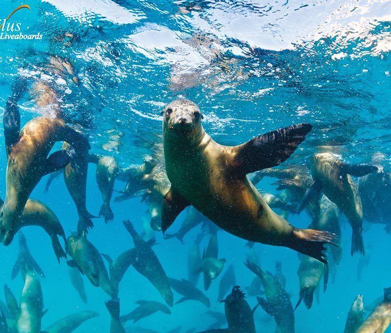 Mexiko: Gruppenreise Sea of Cortez, Juli 2026