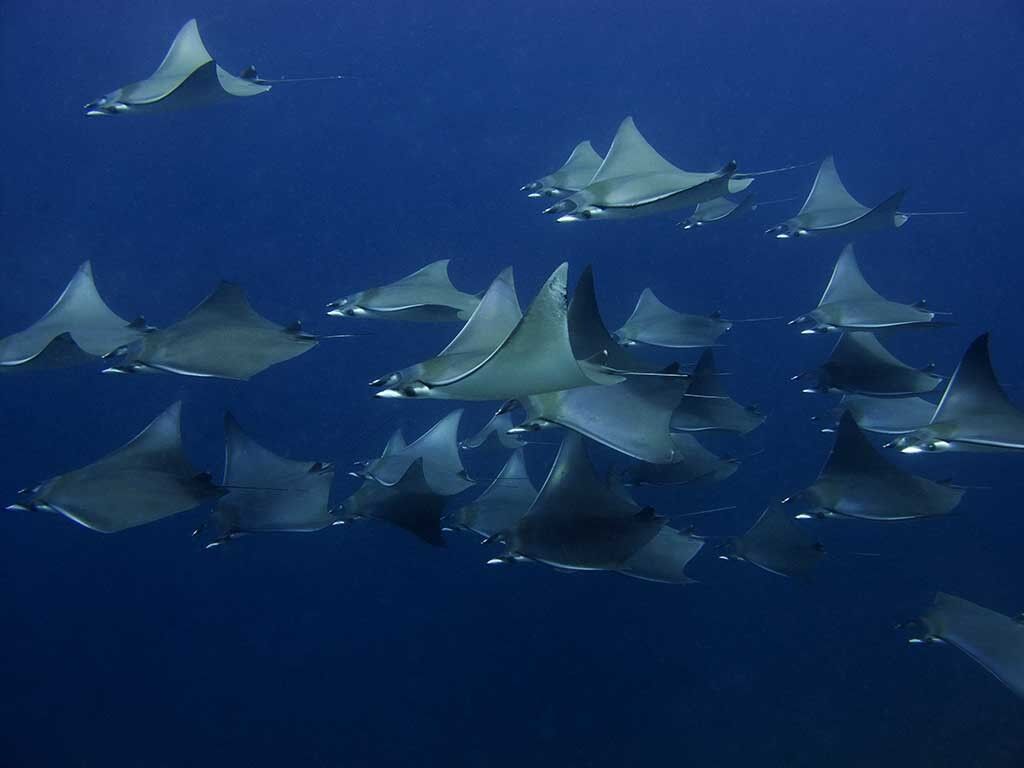 Cano Divers