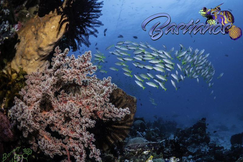 Bastianos Tauchbasis Bangka