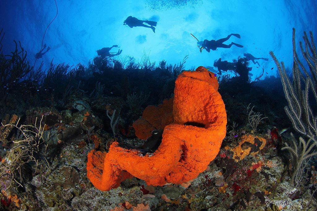 All In One Watersports