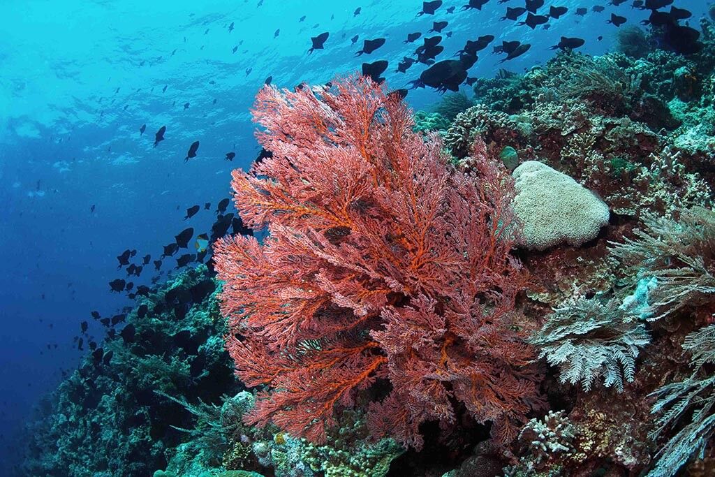 Murex Manado Tauchbasis